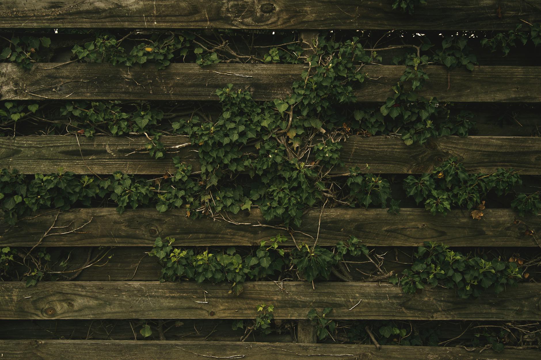 Clôture en bois dans un jardin